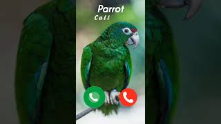 Download Lagu #ringtone #ring #ringtones #nadaderingtelepon #rabbits #rabbit #iphone #smartphone #parrot MP3 Download Lagu #ringtone #ring #ringtones #nadaderingtelepon #rabbits #rabbit #iphone #smartphone #parrot MP3