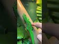 Tiny Green Gecko's Epic Climb: Nature's Tiny Acrobat! #shorts