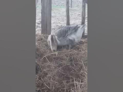 Гуска ховає яйця. - YouTube