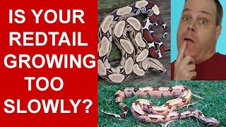 How Fast do Red Tail Boas Grow? Suriname Boa Growth Birth to Six Years Old