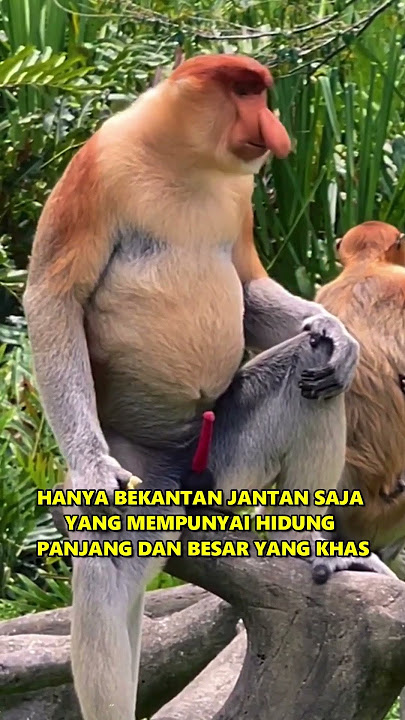 Bekantan | Salah Satu Monyet Terbesar Di Asia