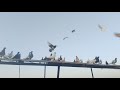Beautiful Pigeons Eating Grain &amp; Flying 🕊️ | Pigeon Feeding Live | Amazing Birds View
