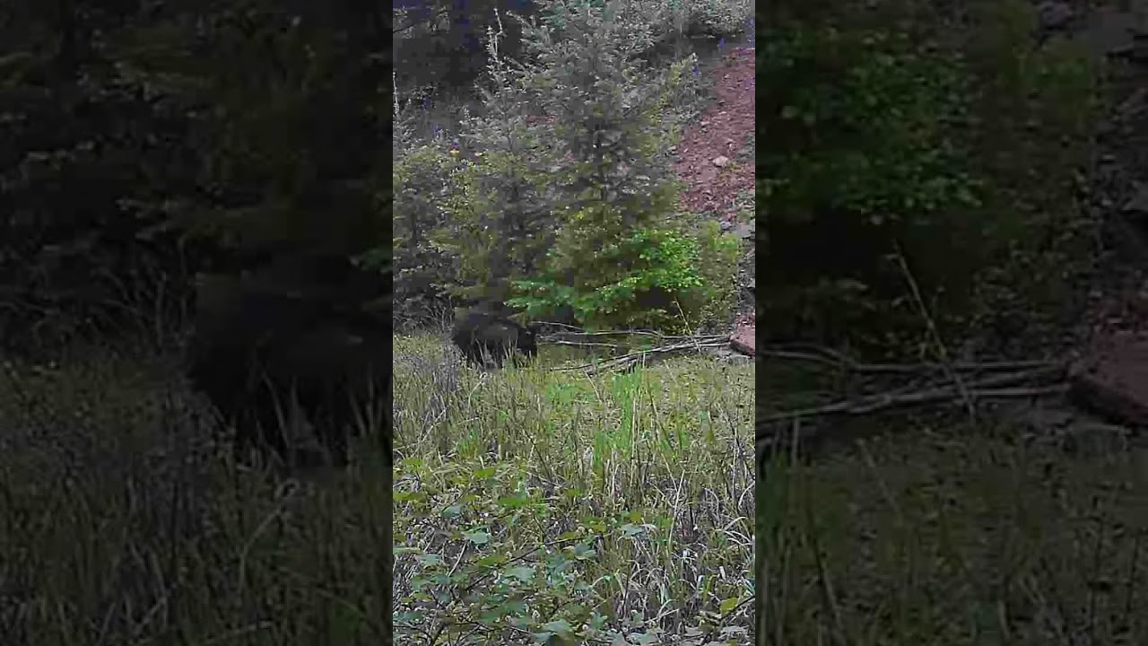 Baby bear eating grass #pnw #hunting #content #subscribe #shorts #3ksubs #cub #blackbear #idaho