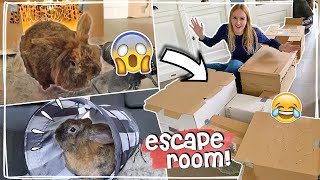 Mega Escaperoom 2.0 Voor Mijn Konijn Maken Bunny Sloopt Alles Vlog Daphne Draaft Door