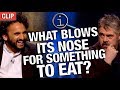 Qi  what blows its nose for something to eat