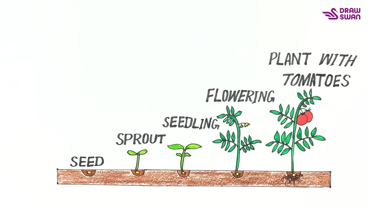 Tomato Plant Life Cycle Diagram