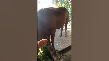 Sapi lucu, Suara sapi, Sapi jumbo, Lembu #shorts #viral #sapi #cow