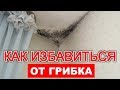 КАК ИЗБАВИТЬСЯ ОТ ГРИБКА и ПЛЕСЕНИ НА СТЕНАХ