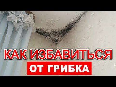 КАК ИЗБАВИТЬСЯ ОТ ГРИБКА и ПЛЕСЕНИ НА СТЕНАХ - YouTube