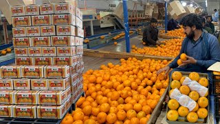 The Amazing Process of Washing, Drying, Waxing, and Grading of Oranges  || Citrus Processing Line