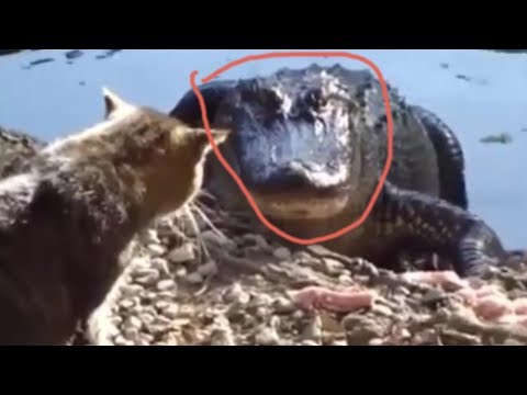 funny-cats-annoying-dogs-and-crocodiles