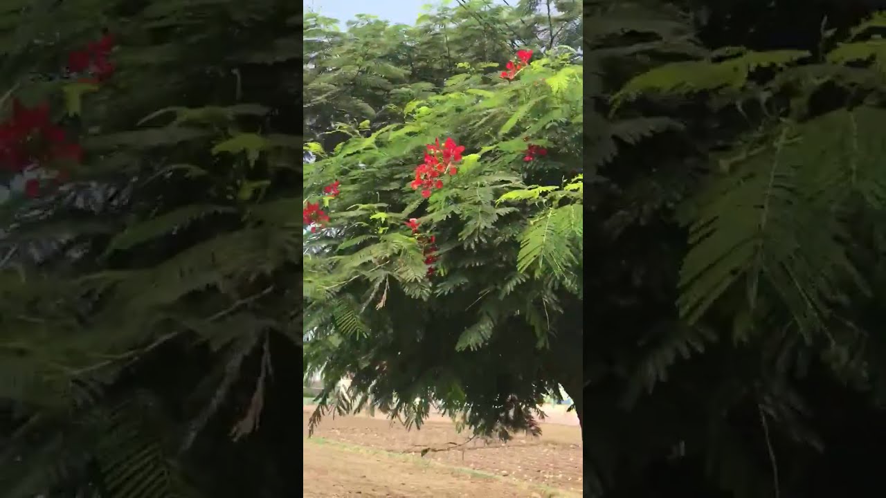 بذور شجرة البونسيانا الحمراء 10 بذرة متجر الياسمين