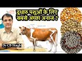 गाय भैंस के लिए सबसे अच्छा अनाज ? | @ Dairy Ustaad