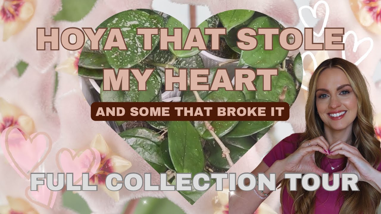 Hoya: Любовь 🥰 и разбитое сердце 💔 | Экскурсия по всей моей коллекции