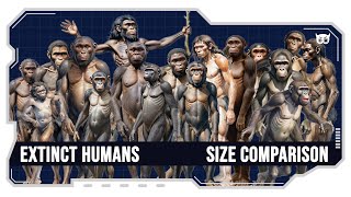 Size Comparison: Extinct Humans