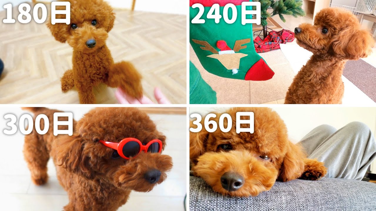 【成長記録】子犬を迎えて1年になりました。6か月から1年までの成長した姿をまとめました。 YouTube