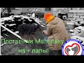 Врачи сделали чудо! Сохранили Малышке лапу после выстрела в упор! Верновцы - помощь животным