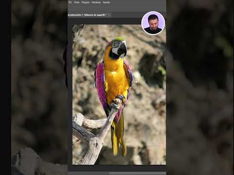 Video: ¿Cómo se reemplaza algo en Photoshop?