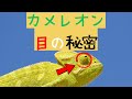 カメレオン【目の秘密】とは?