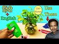 How to grow money plant TOTALLY in water - COMPLETE Guide