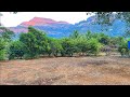 Mountains waterfall Views 29 Guntha Big Trees of #mangofarm #forsaleinkarjat call us 9773181911