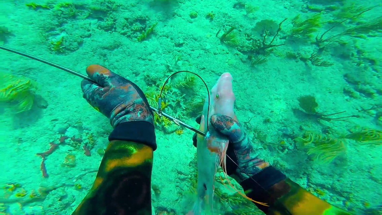 Spearfishing off Fort Lauderdale Beach 7 30 17 YouTube