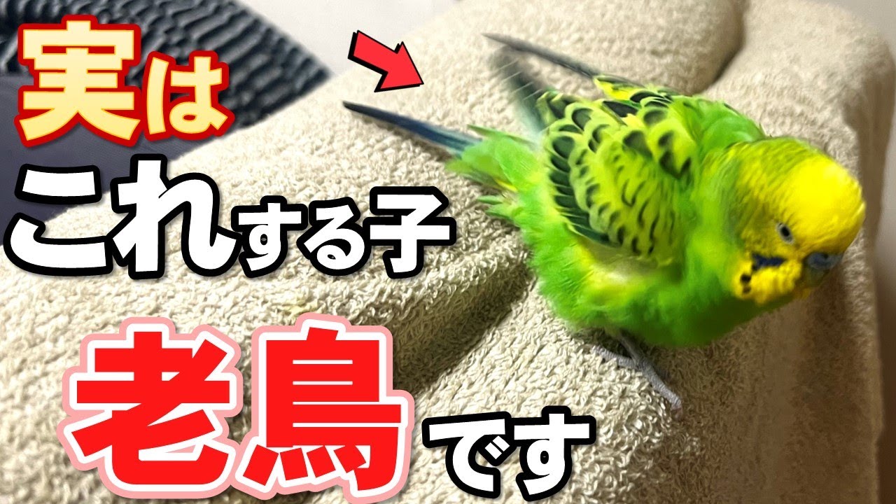 【保存版】セキセイインコがシニア期に入った時に見せる仕草