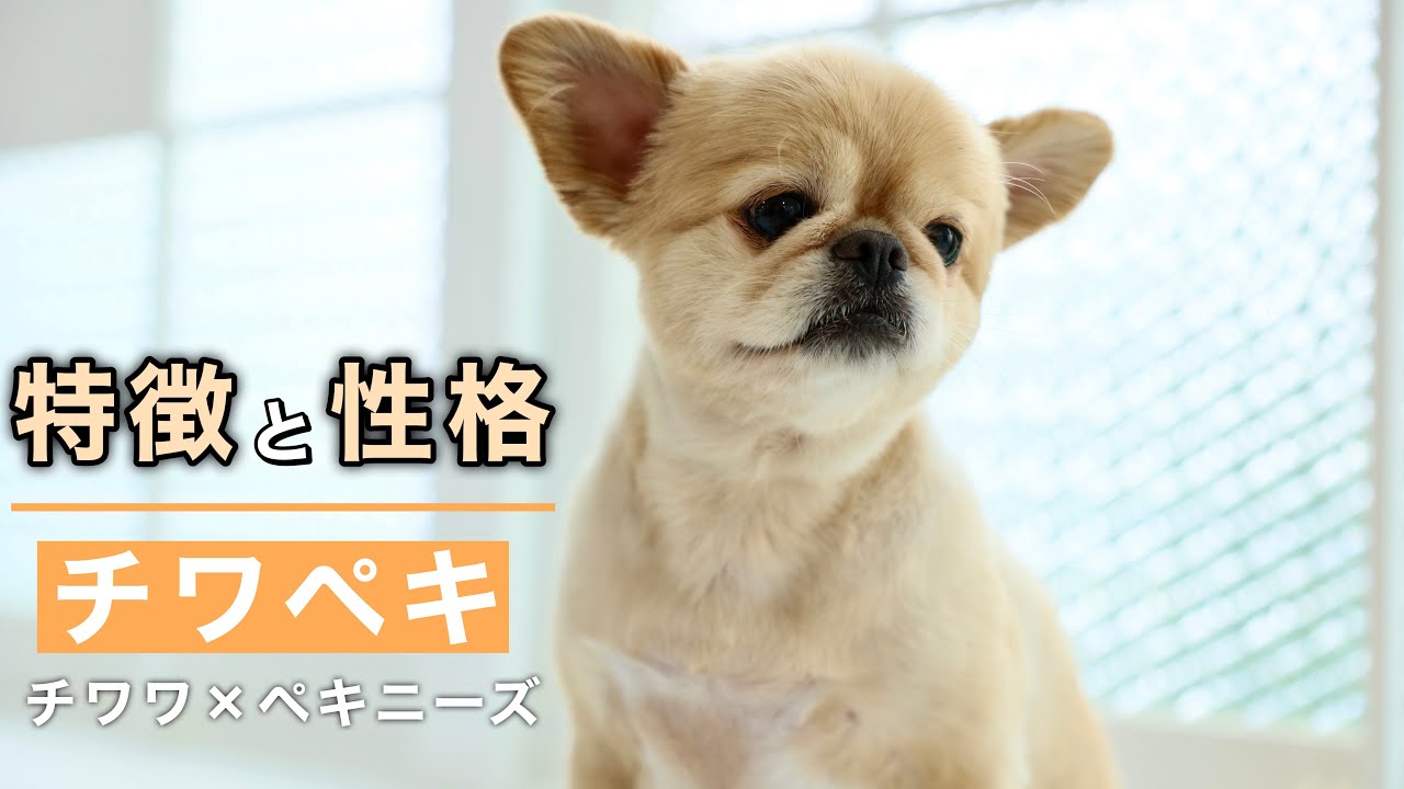 チワペキってどんな犬？特徴や性格をご紹介【チワワ×ペキニーズ】【ミックス犬】