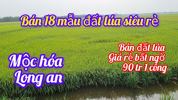 bán 18 mẫu đất lúa giá rẻ ở mộc hóa,long an