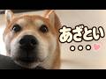 コバエが怖くて助けを求める柴犬の頼み方がズルい・・・。