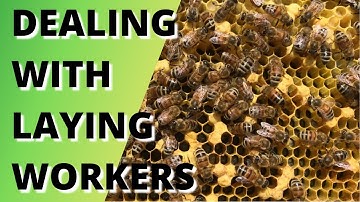 Dealing with laying workers