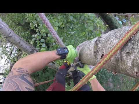 Gefahrenfällung einer Birke im Naturschutzgebiet - Go Pro Hero Session - Tree Damage