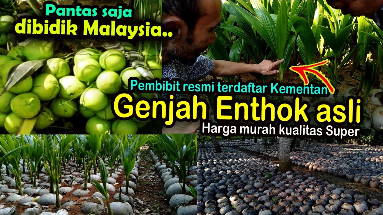 bibit kelapa Genjah entok unggul asli