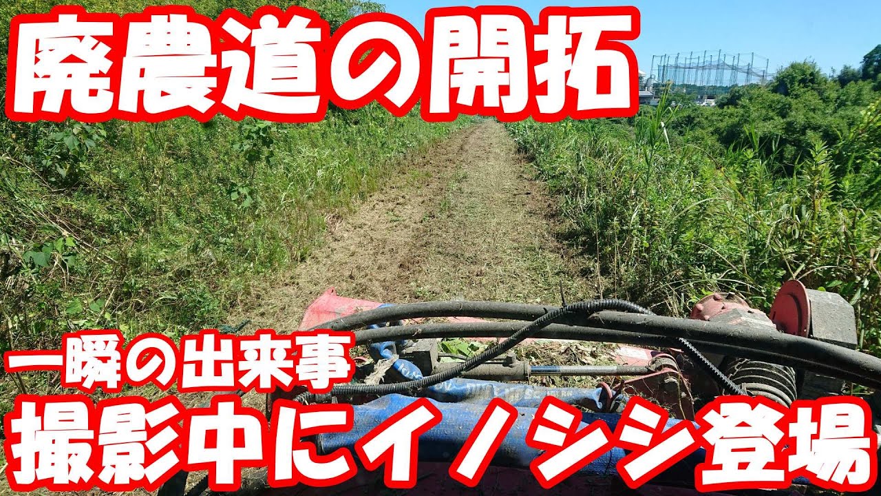 猪が横断する堤防廃農道。特別ゲスト登場と葛に苦戦するスライドモア。後方撮影 開拓
