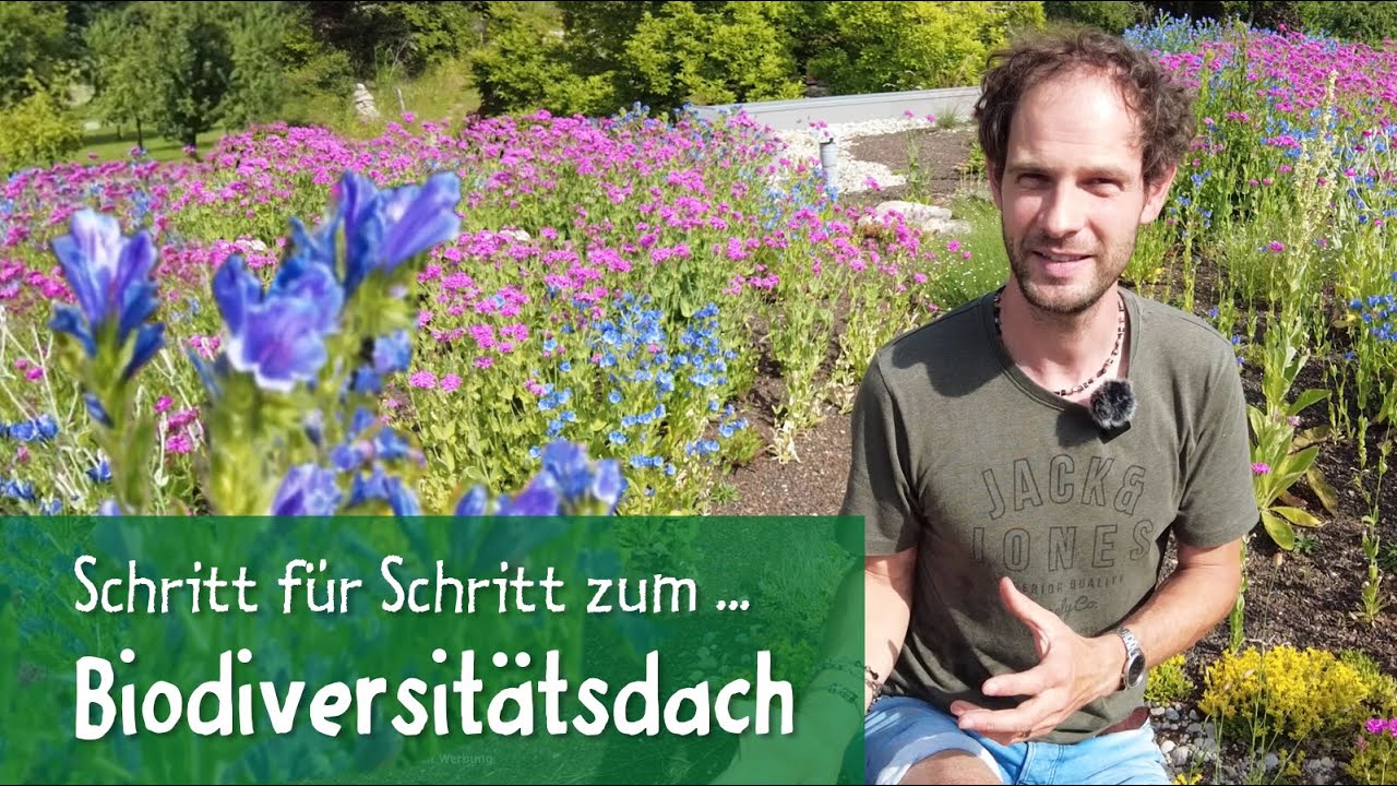 Dachbegrünung mit Mehrwert für Insekten? Ja klar, so geht's!