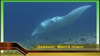 Манта поинт. Скат в поисках планктона. Мальдивы - рай красоты, Дайвинг и отдых (видео)(мальдивы – рай неземной красоты азия. #Видео про #Дайвинг и #отдых на Мальдивах. #Манта поинт. Манта- #скат..., 2010-01-04T12:07:29.000Z)