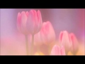 Chantal Chamberland ✿ Crazy