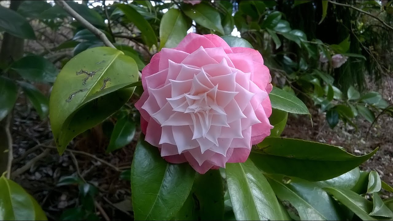 2015 Camellia Australia National Congress YouTube