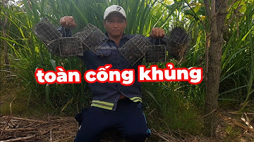 thăm bẫy chuột cống nhum dính toàn hàng khủng...(Quan Gò Công)...