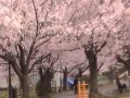 うつらう春　陽光桜からソメイヨシノへ