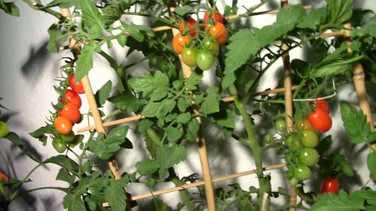 tomaten im wohnzimmer ziehen