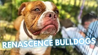 Renascence Bulldogge Dog Breed - Fact and Information by Rocadog 520 views 4 months ago 4 minutes, 11 seconds
