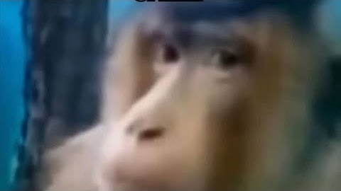 Trigger Happy “Weird al” Yankovic (MV)