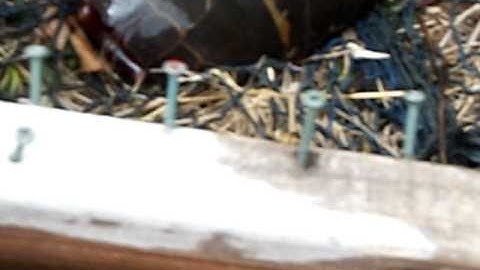 Checking the turtle trap