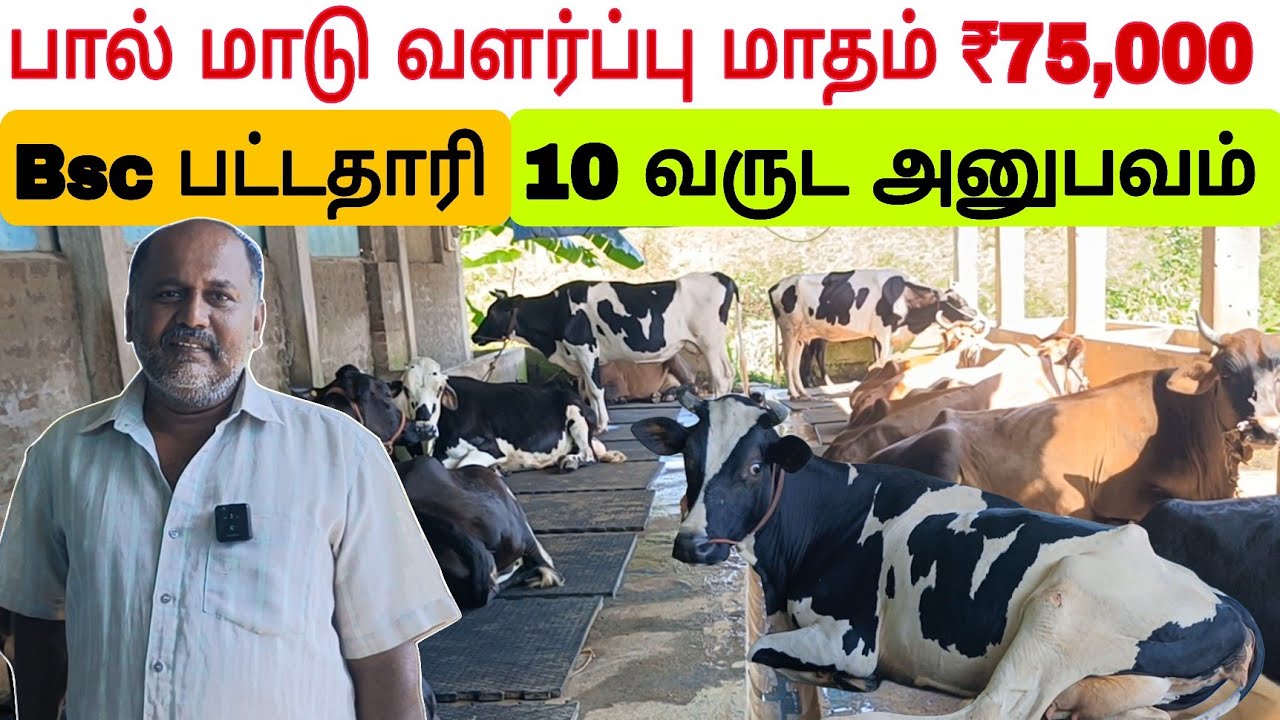 20 மாடுகளுடன் கூடிய பெரிய பண்ணை/மாதம் ₹75,000 வருமானம் #மாடு #மாடுவளர்ப்பு #cow #cowfarm #cowfarming