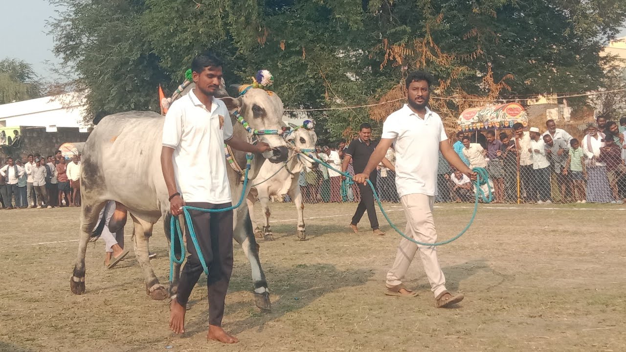 బనిగళ్ళపాడు గా ఎర్రుపాలెం  మం ఖమ్మం జిల్లా  న్యూ కేటగిరి 1వ Gmr bulls & మోదుగుల రామి రెడ్డి గారు