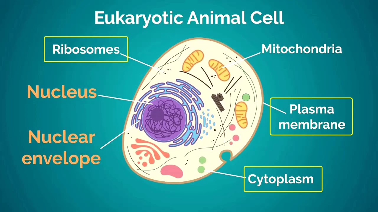 Eukaryotic Cell. Eucaryotic VX procaryotic. Eucaryotic VX procarzotic.