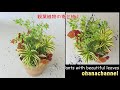 観葉植物の寄せ植え