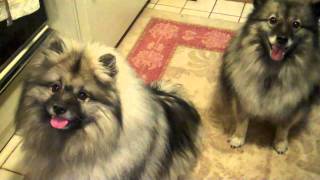 Keeshond Breakfast