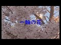 一輪の花/松山千春/coverd by cony